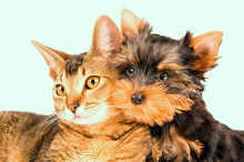 Bring your pet special